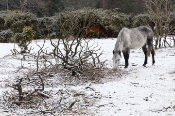New Forest ponies graze in the snow