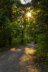 Scenic Trail Through The Forest