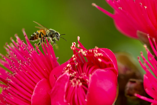 pomerac flower and the bee