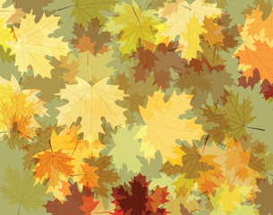 Naklejka na ściany i meble Autumn golden maple leaves. Vector