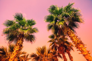 Fototapeta na wymiar Vintage tropic palm trees against sky at sunset light