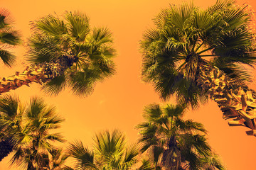 Fototapeta na wymiar Vintage frame with tropic palm trees against sky at sunset light