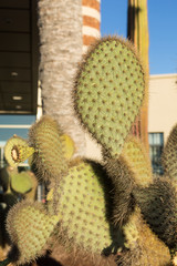 Beautiful Succulent Cactus Plants in Garden