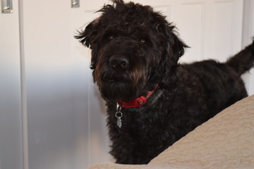 Black Labradoodle