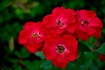 Obraz premium Thai rose