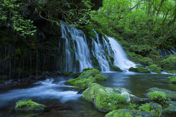 Stream in green forest