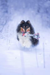 fluffy medium size dog playing with toy rope