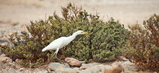 White heron, Abd al Kuri island of Socotra archipelago