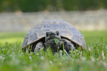 turtle isolated on white background