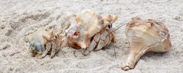 Hermit crabs on a beach of Socotra island