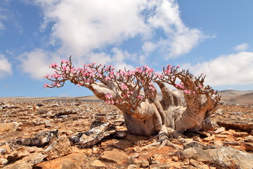 Bottle tree in bloom - adenium obesum - endemic tree of Socotra Island  - 100044897