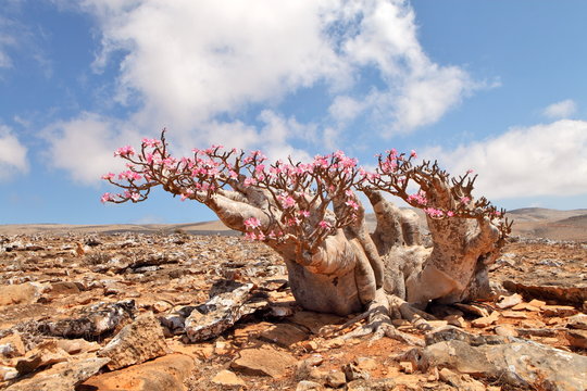 Bottle tree in bloom - adenium obesum - endemic tree of Socotra Island 