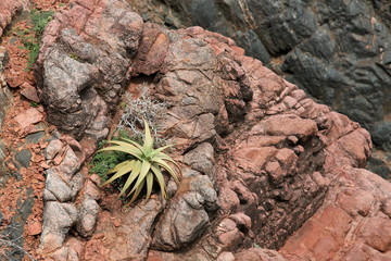 Wild aloe perryi from Socotra Island
