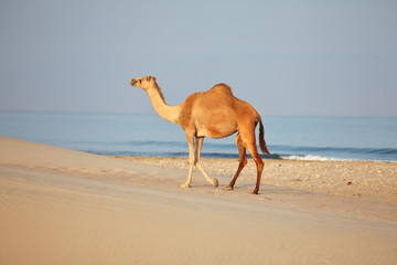 Camel on beach
