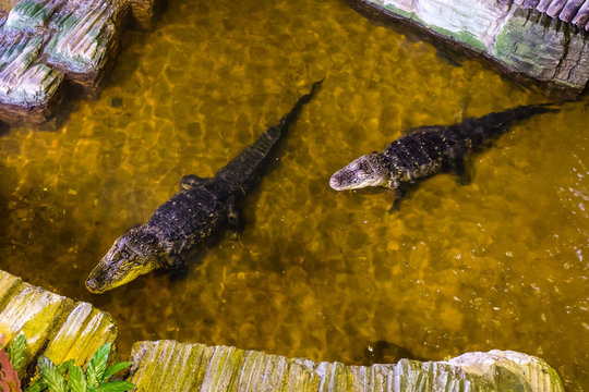 crocodiles in the water