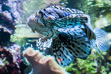 coral reef fish in the water