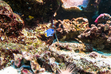 coral reef fish in the water