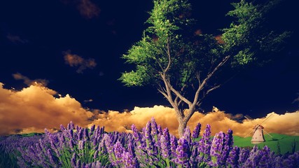 Obrazy  Pola lawendy z samotnym drzewem