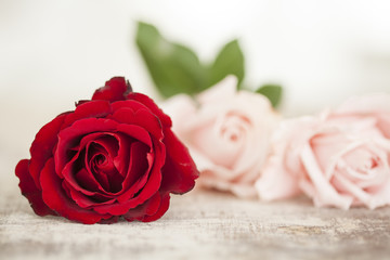 Roses on wooden background