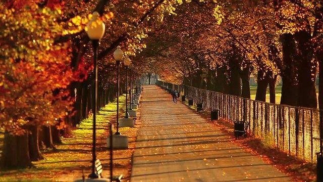 Static shot of a tree-lined walkway at the National Mall along the reflecting pool in Washington DC