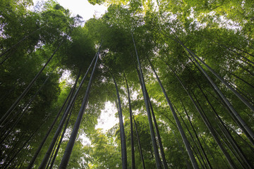 Bamboo forest