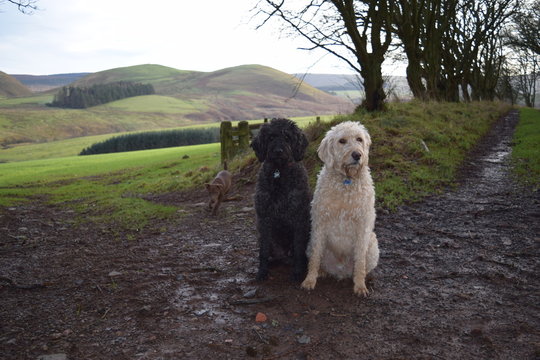 Labradoodles in front of Knock Hills (Scotland)