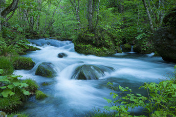 Obraz premium Stream in green forest