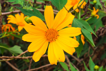 Bua tong flowers at Phu Tub Berk in Phetchabun Province,Thailand.