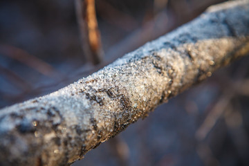 covered with frost tree trunk, shallow depth of field