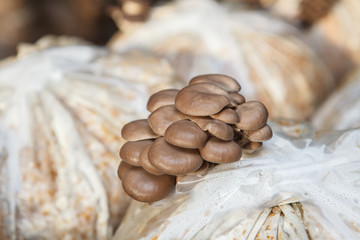oyster mushrooms grow on a mushroom farm