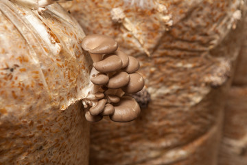 oyster mushrooms grow on a mushroom farm