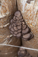 oyster mushrooms grow on a mushroom farm