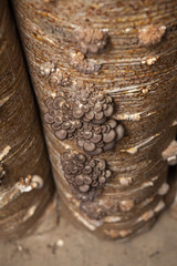 oyster mushrooms grow on a mushroom farm