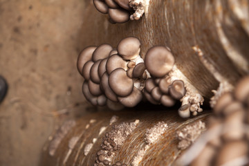 Fototapeta na wymiar oyster mushrooms grow on a mushroom farm