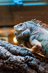 Iguana sitting on a branch in the terrarium