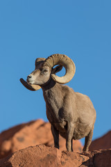 Desert Bighorn Sheep Ram