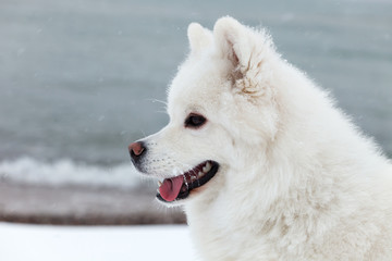 White Samoyed dog in winter walking on the sea, and shows the to