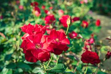 a bunch of roses in the garden