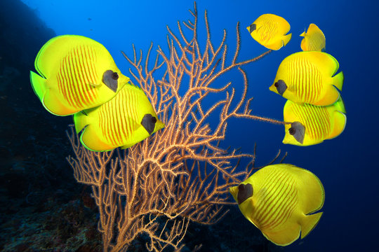 Masked Butterfly Fish on coral reef 