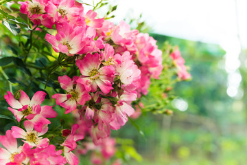 a bunch of roses in the garden