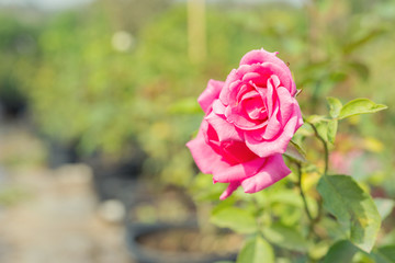 a bunch of roses in the garden