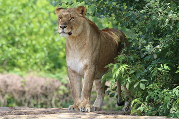 lioness waiting for its prey