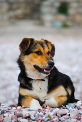 A hungry dog looking into the distance in search of food