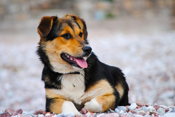A hungry dog looking into the distance in search of food