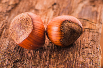 Fresh brown hazelnut