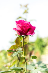 a bunch of roses in the garden