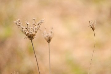dead plants in the autumn