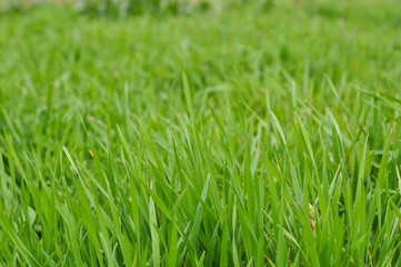 Fototapeta na wymiar field of green grass