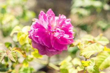 Obraz premium a bunch of roses in the garden