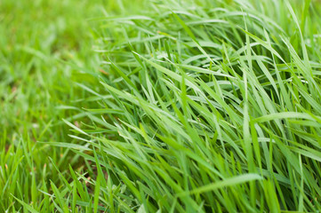 Fototapeta na wymiar Green grass of spring